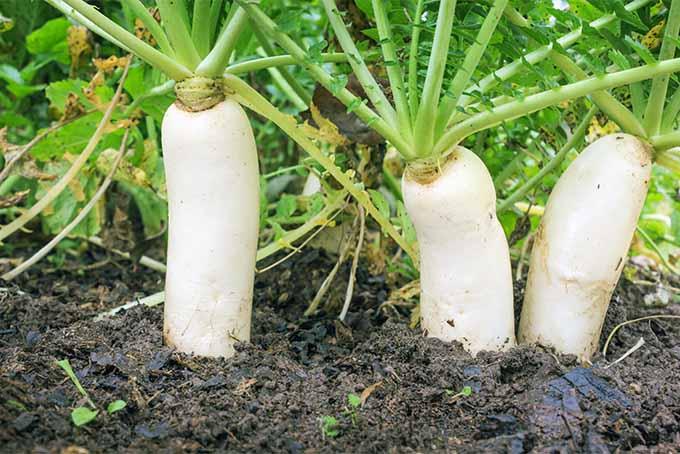 Grow-Winter-Radish-Like-Daikon.jpg