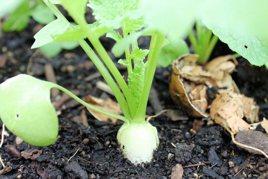 radish-sow-7white-icicle_1.jpg