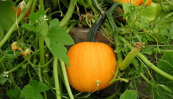 pumpkin-in-containers.jpg