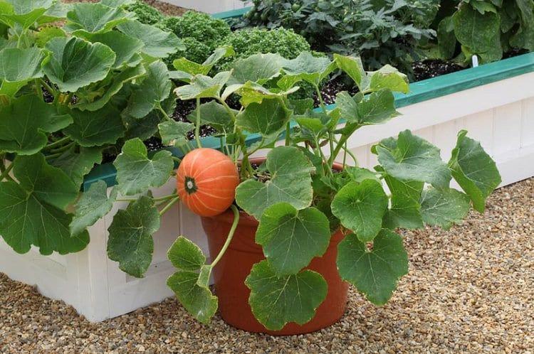 Windsor-Pumpkin-in-pot.jpg