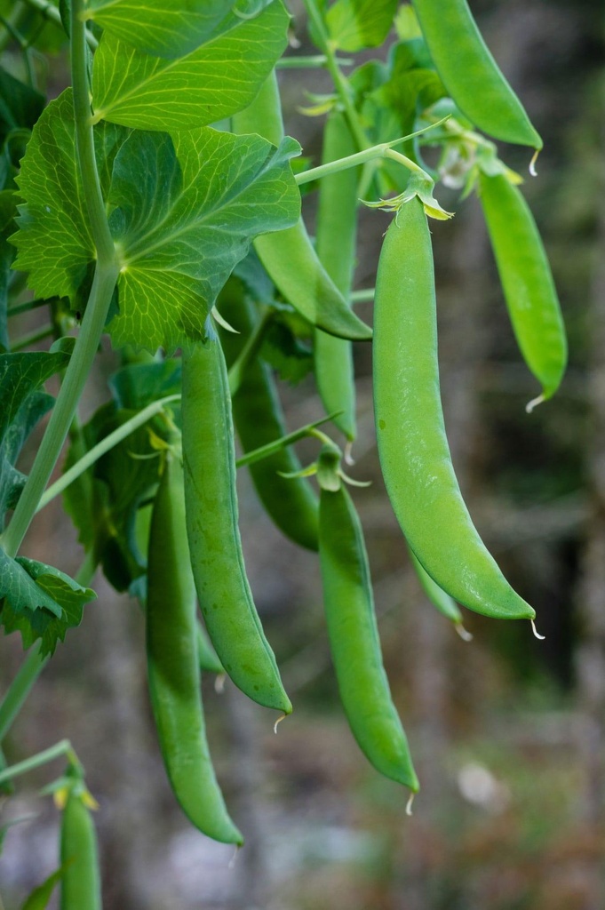 pea-plant-container.jpg