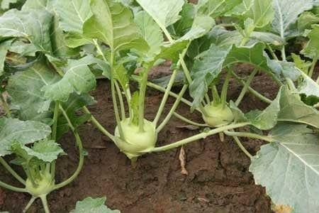 knol-khol-seeds-500x500.jpg