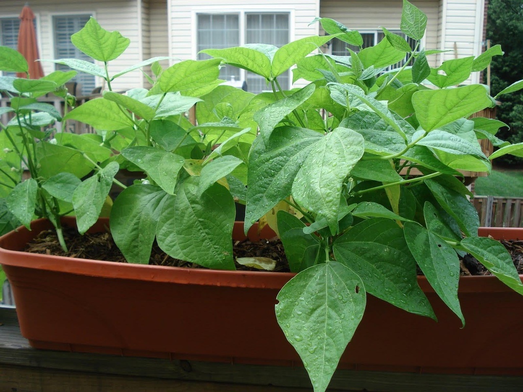 bush_beans_8-14.jpg