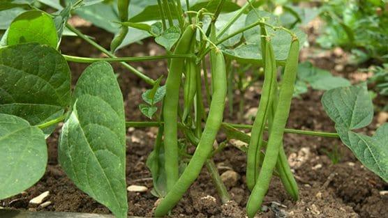 Dwarf-french-bean571x321.jpg