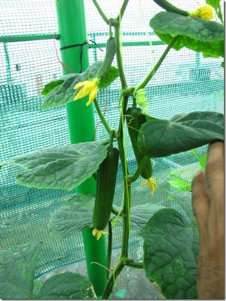 mygarden1450_thumb_3a0b8d11-3db7-4959-862b-be24f0ebab4a.jpg