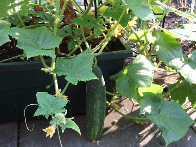 window-box-cucumber.jpg