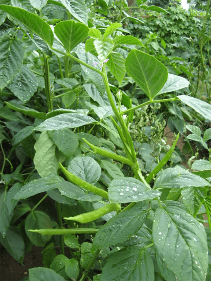 Cluster-Bean-plant_1.png