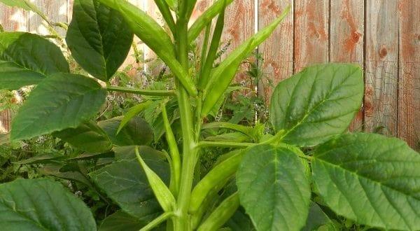 Growing-Cluster-Beans.-600x330.jpg