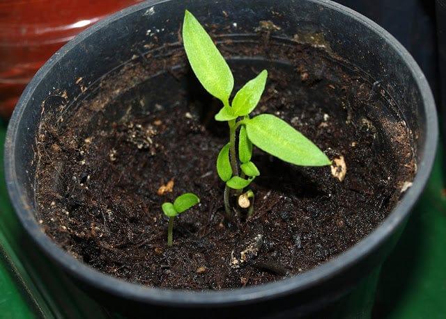 Chillis203.jpg