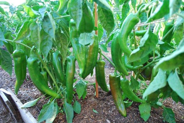 growing-hot-peppers-jpk1-lg.jpg