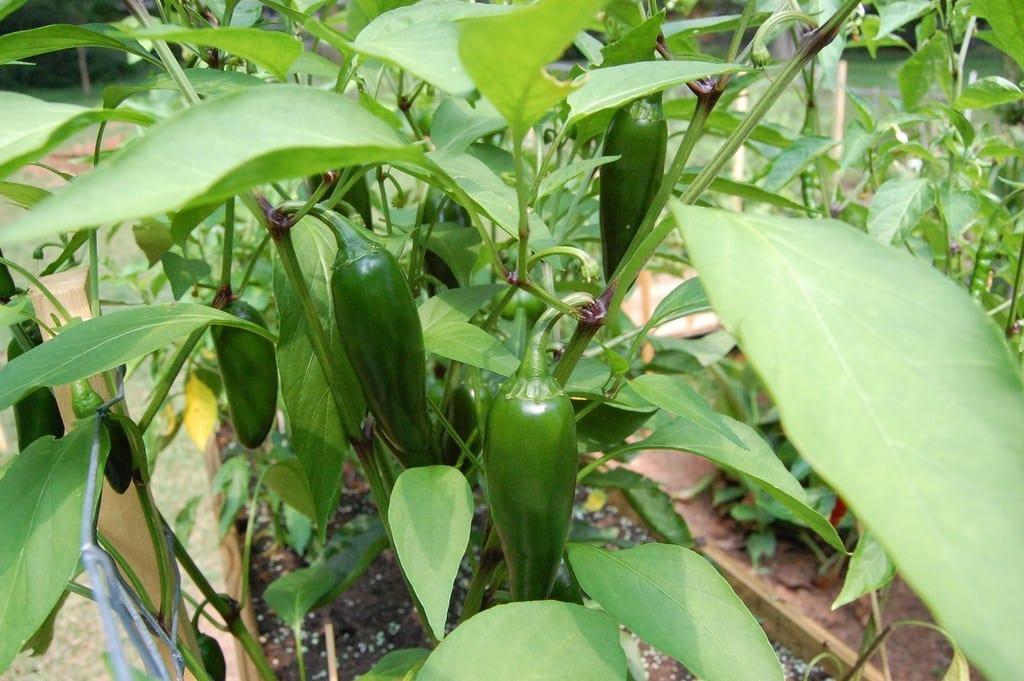 jalapeno-plant.jpg