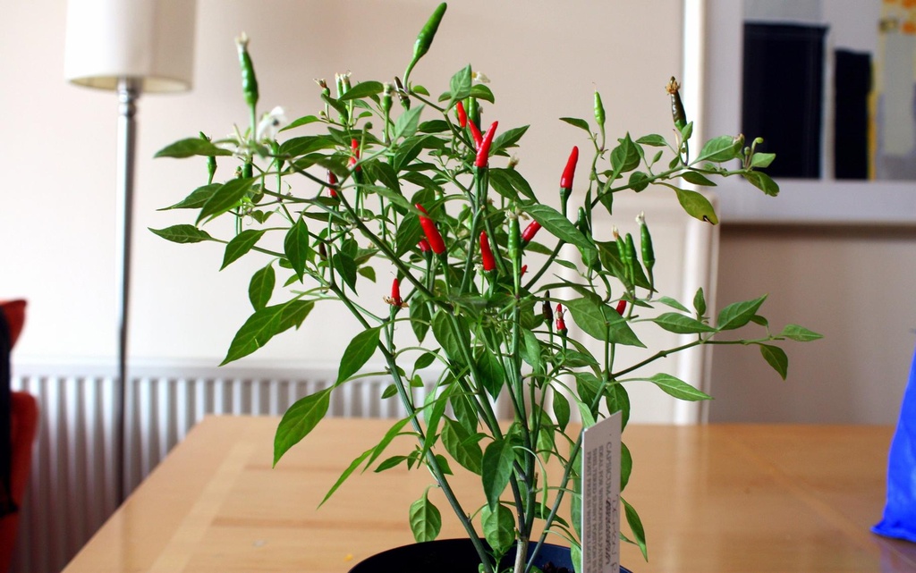 Red_Chilli_Plant__3955268035.jpg