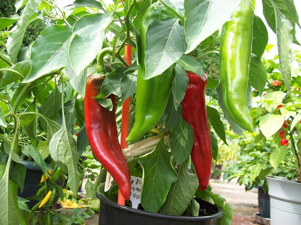 BigJim-paprika.jpg