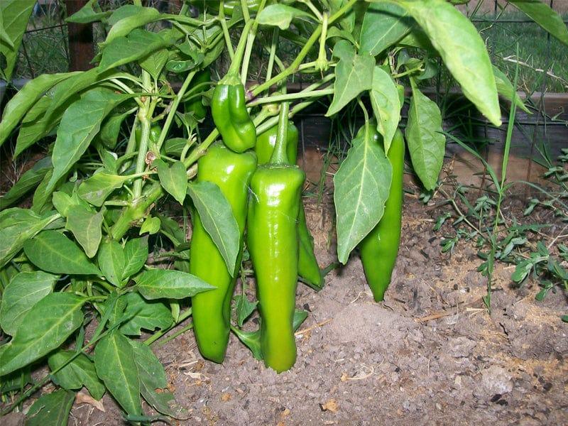photo_006.jpg