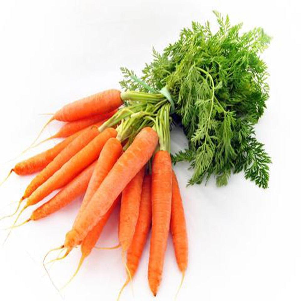 Normal-Carrot.jpg