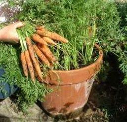 ef73610017248ffca5aab53063859da3--growing-carrots-growing-herbs.jpg