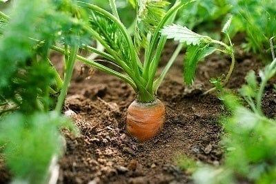 Carrots_1851bcdd-f775-4970-9985-ebe6056f6229.jpg