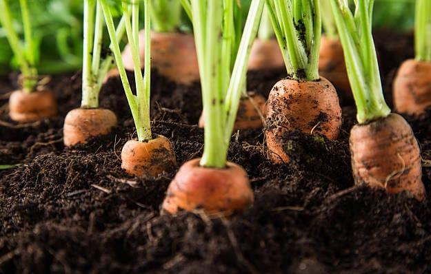 Soil-Requirements-For-Growing-Carrots.jpg