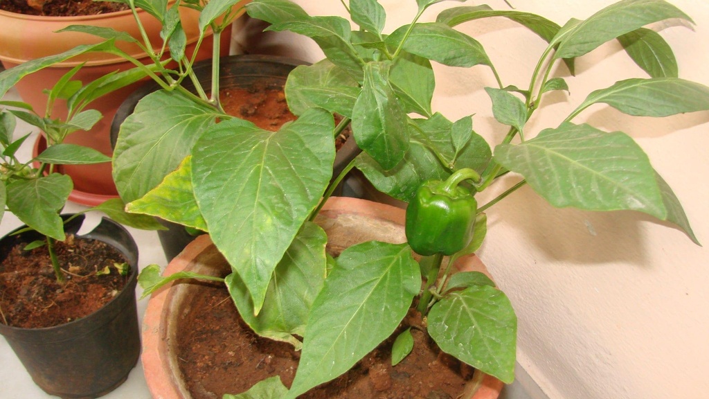 bell-peppers.jpg