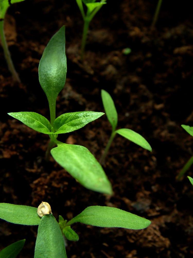 germination.jpg