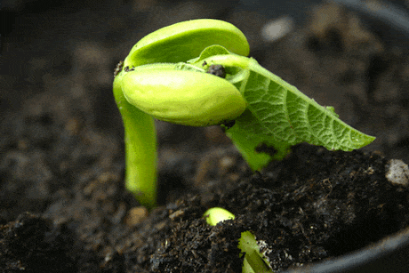 open-pollinated-seed-sprouting.gif