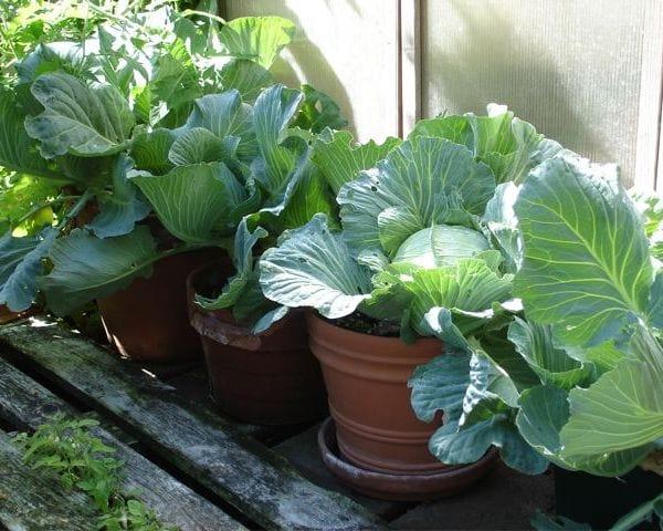cabbage-pots.jpg
