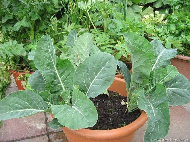 how-to-grow-cauliflower-in-container-1.jpg