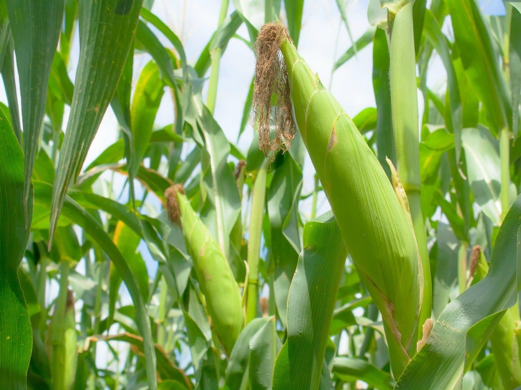 20150428-baby-corn-shutterstock-5.jpg