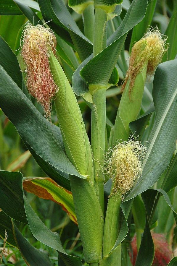 Corn-ears1.jpg