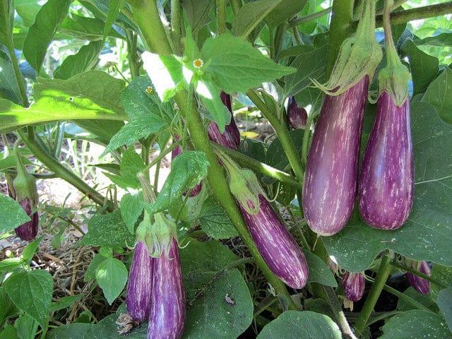 Brinjal-brown-and-long.jpg