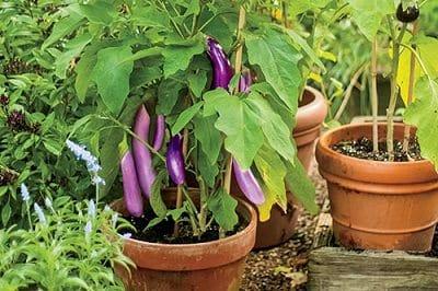 terrace-vegetable-garden-2_mini.jpg