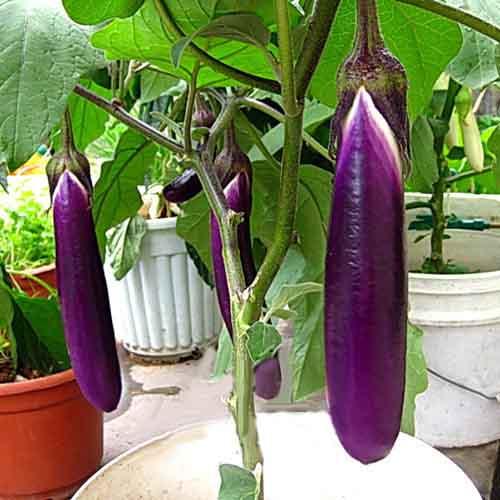 Vegetable-Seeds-Balcony-Bonsai-font-b-Purple-b-font-font-b-Long-b-font-font-b.jpg