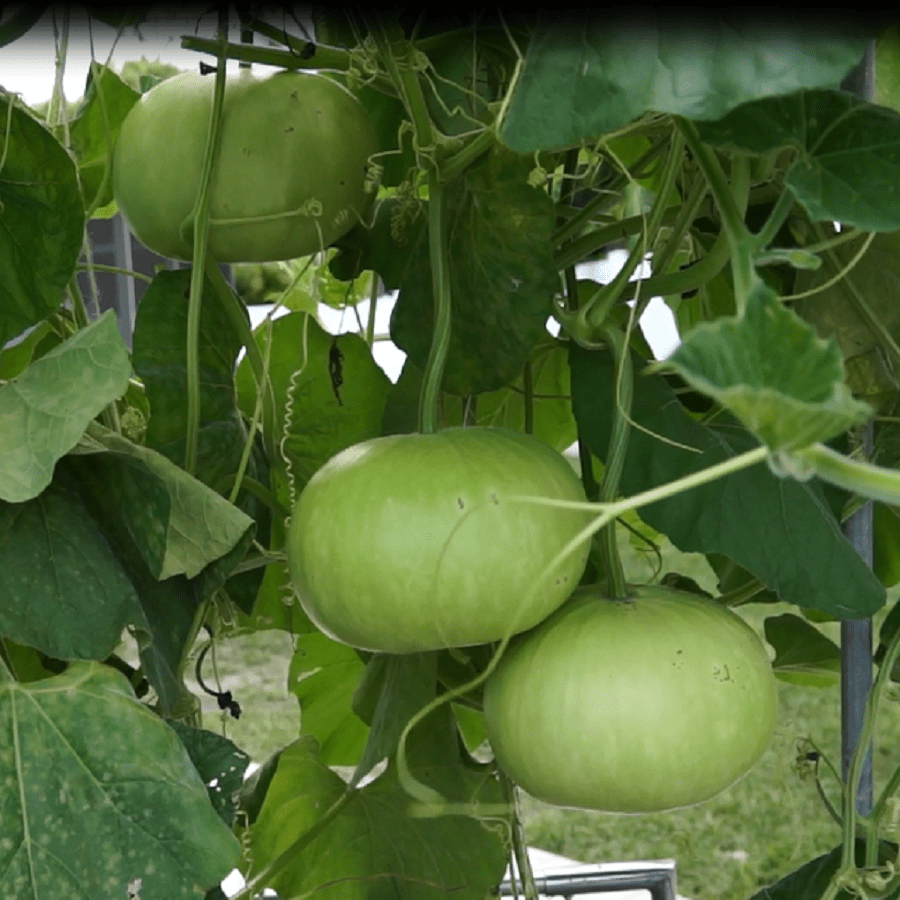 bottle-gourd2.png