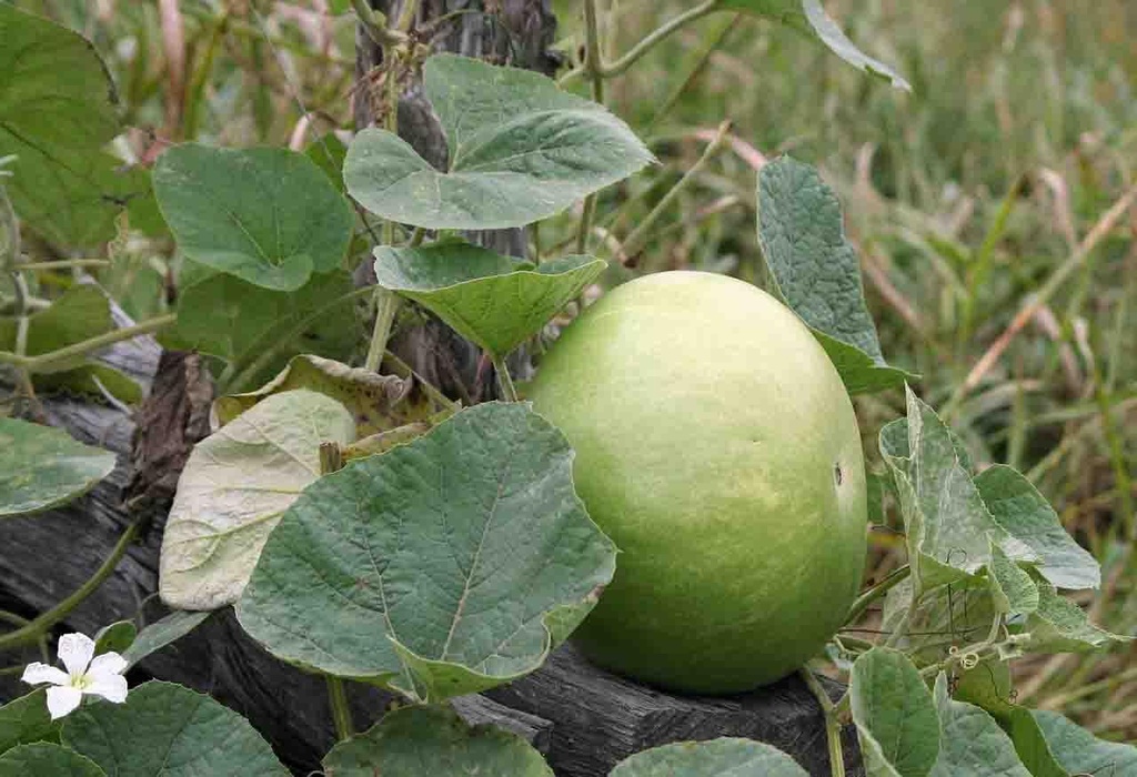 gourd-58894_1280.jpg