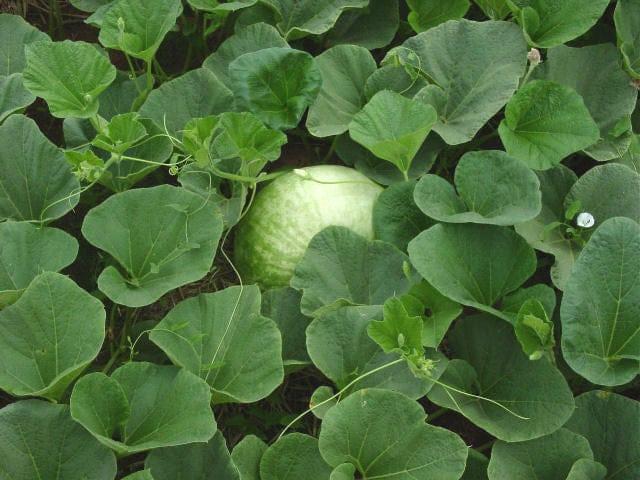 HealthyGourdLeaves.jpg