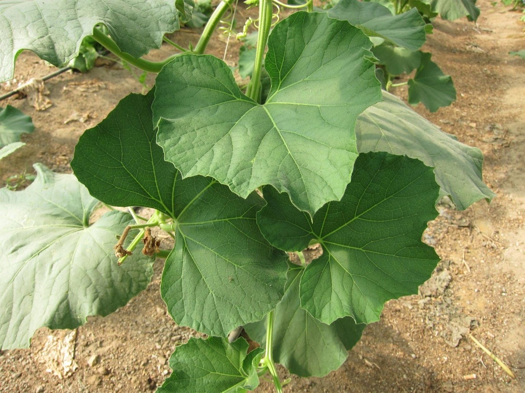 Leaves-of-Bottle-gourd.jpg