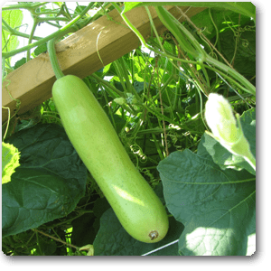 pepper-bottle-guard-sujata.png