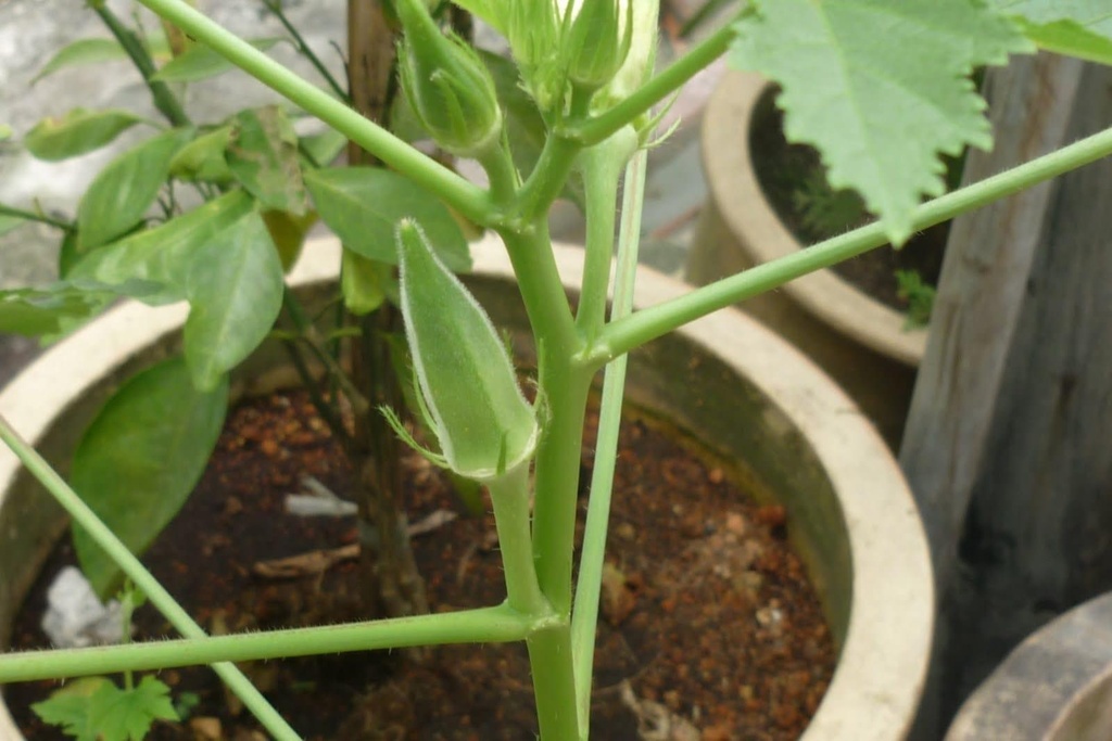 grow-ladyfingers-in-pots.jpg