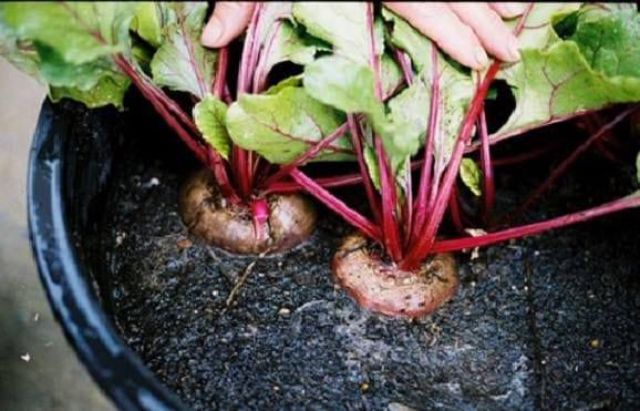 14164182_growing-beets-in-containers-how-to-grow_tbc300f32.jpg