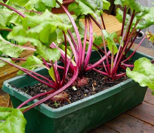 Beets-in-pots.jpg
