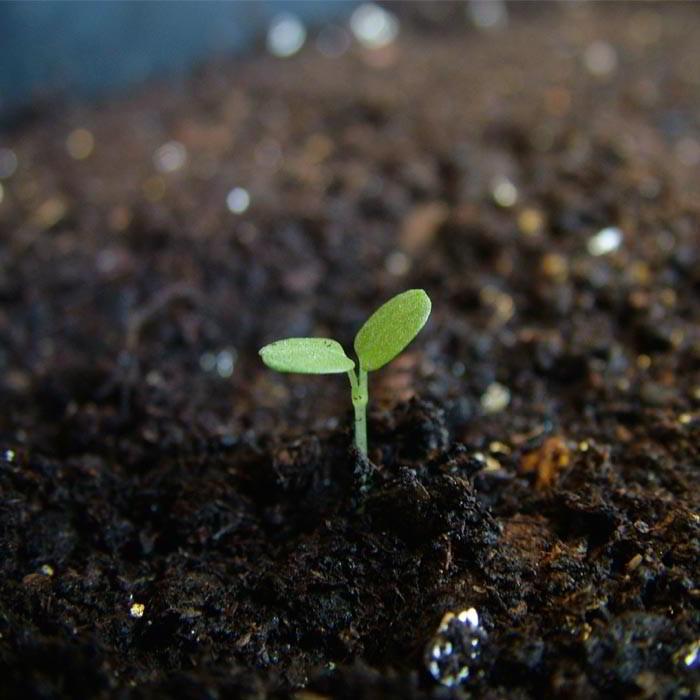 success_with_your_seeds.jpg