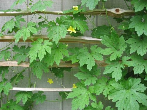 bitter-melon-vines-and-flowers.jpg