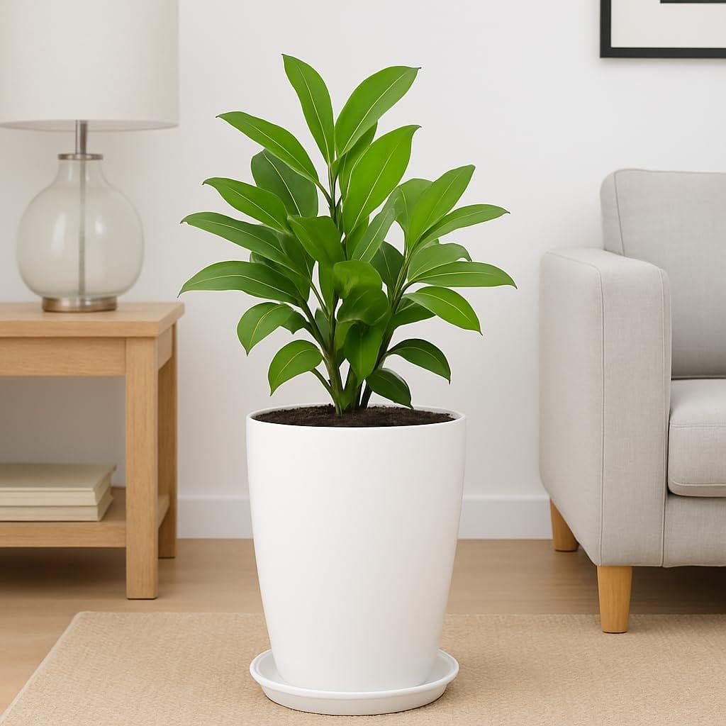 [T3902] Blossom Solid White Flower Pot with Saucer (12 inch, Set of 1)
