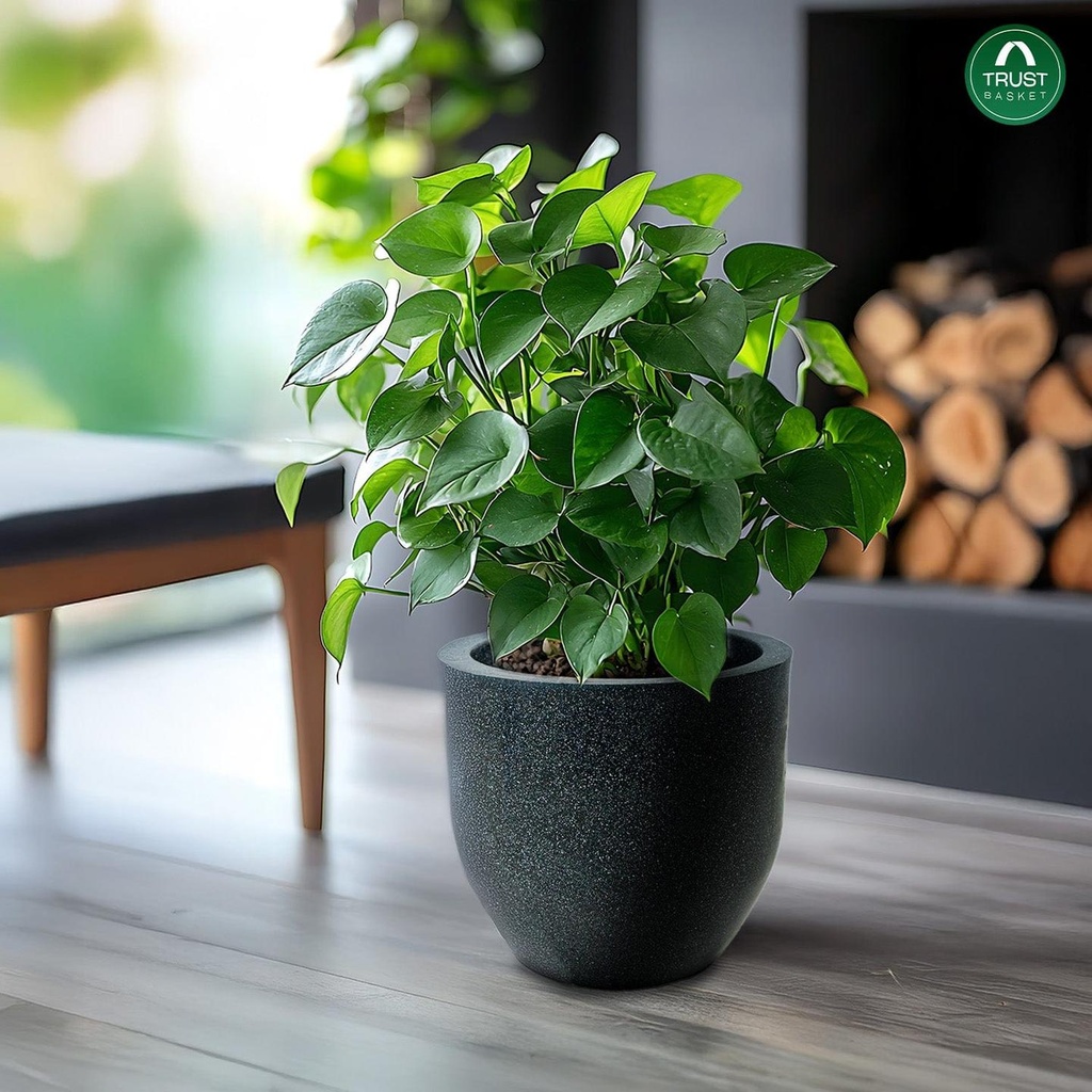 [T3857] Plant Sphere Unbreakable Plastic Pot (12 inch)