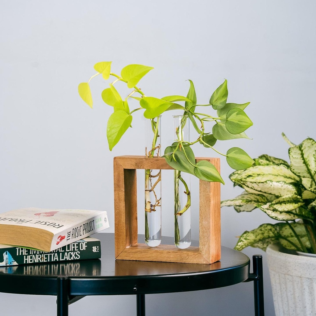 [T3848] Test Tube Planter | Set of 2 Desk Money Plant Glass Pot