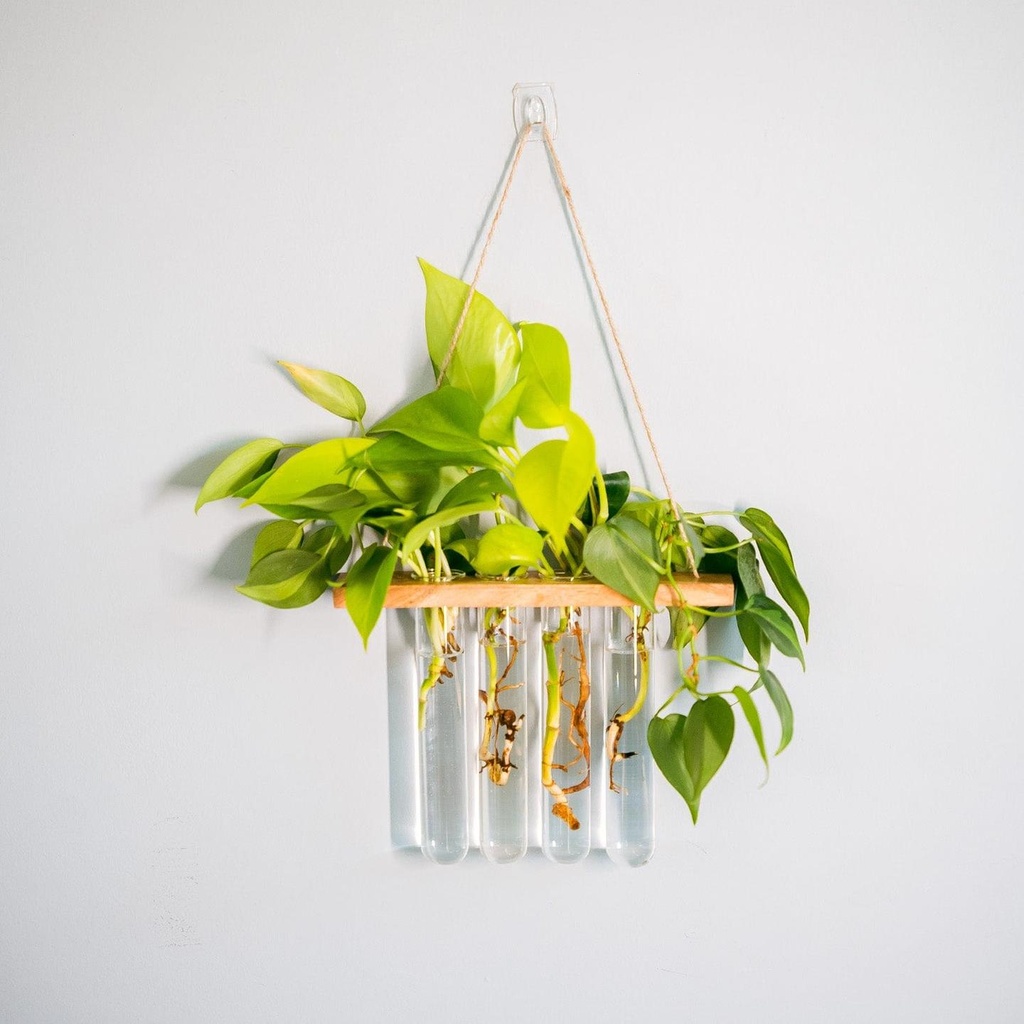 [T3847] Test Tube Planter | Set of 4 Hanging Money Plant Glass Pot