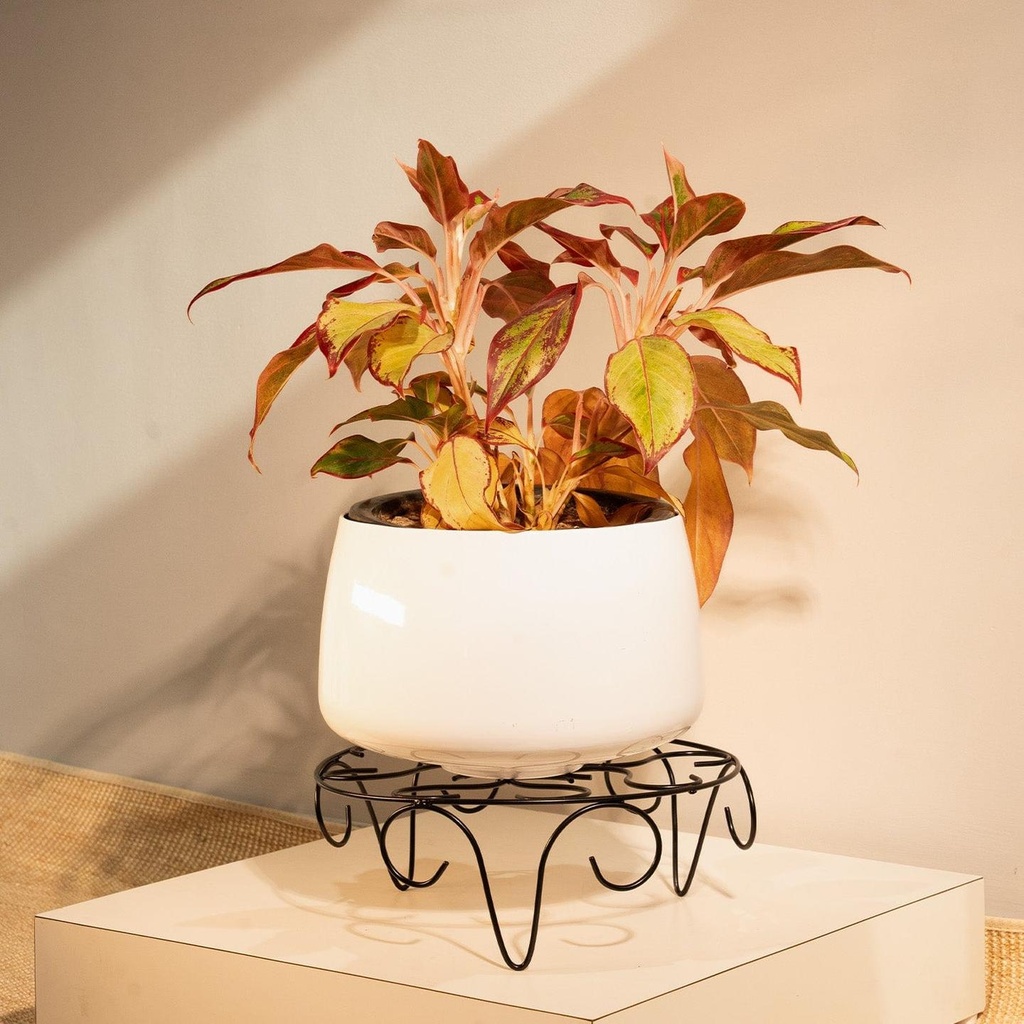 [T3879] Venice Stand (Set of 1, 12)