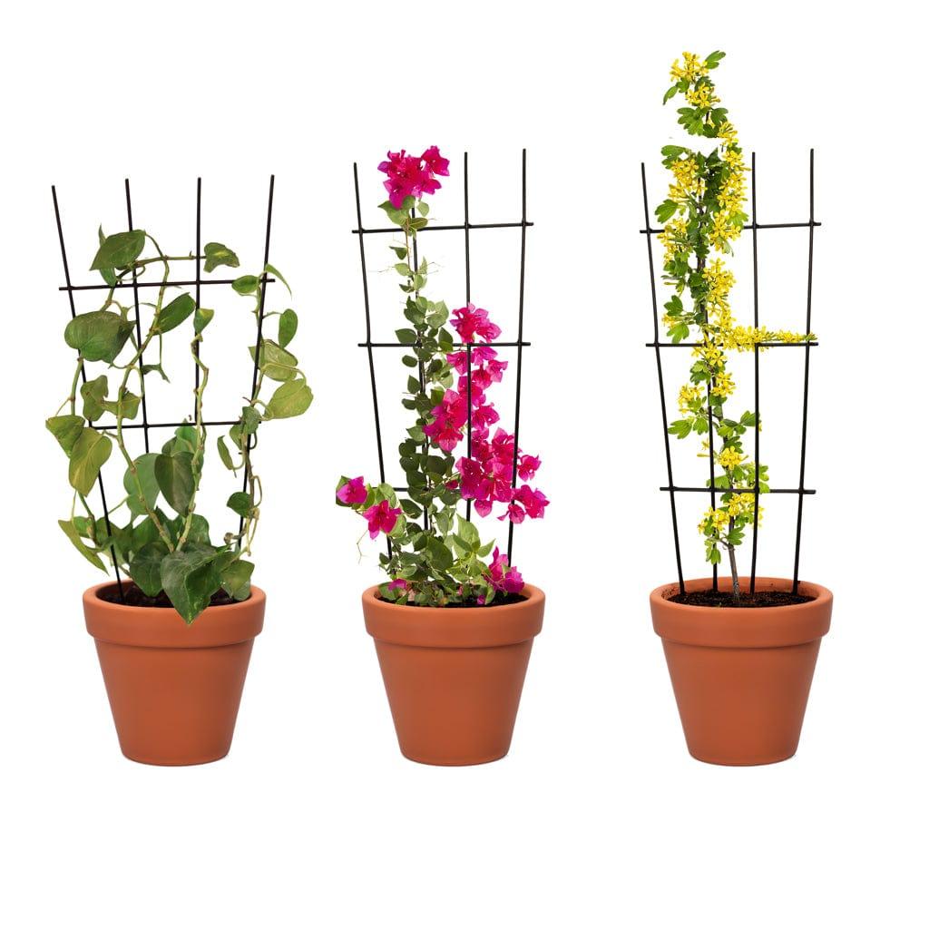 [T3578] TrustBasket Metal Plant Trellis | Plant Support For Climbers| Indoor/Outdoor | For Balcony, Living Room Decor (Set of 3)