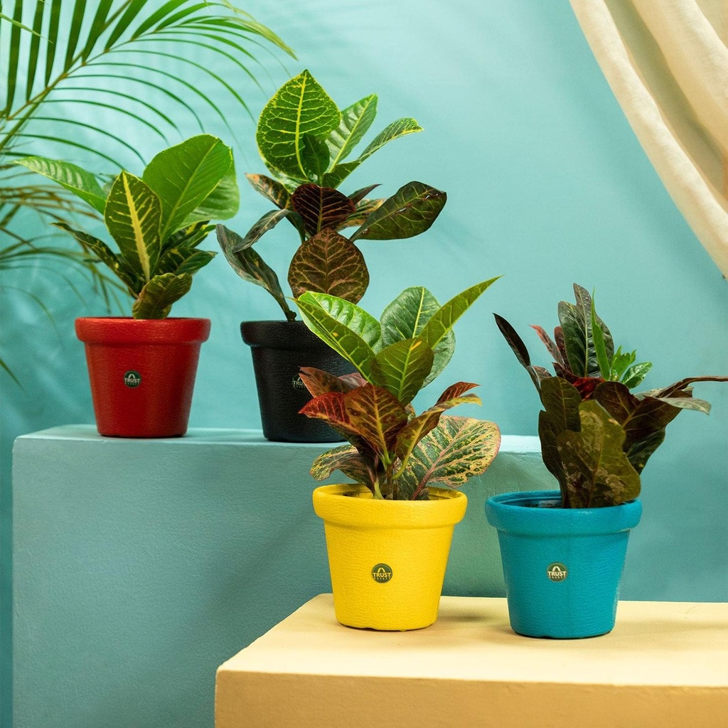 [T3526] TrustBasket Crown Pot | 8 inch Table Top Planter Pot (Pack of 4) (Set of 4)