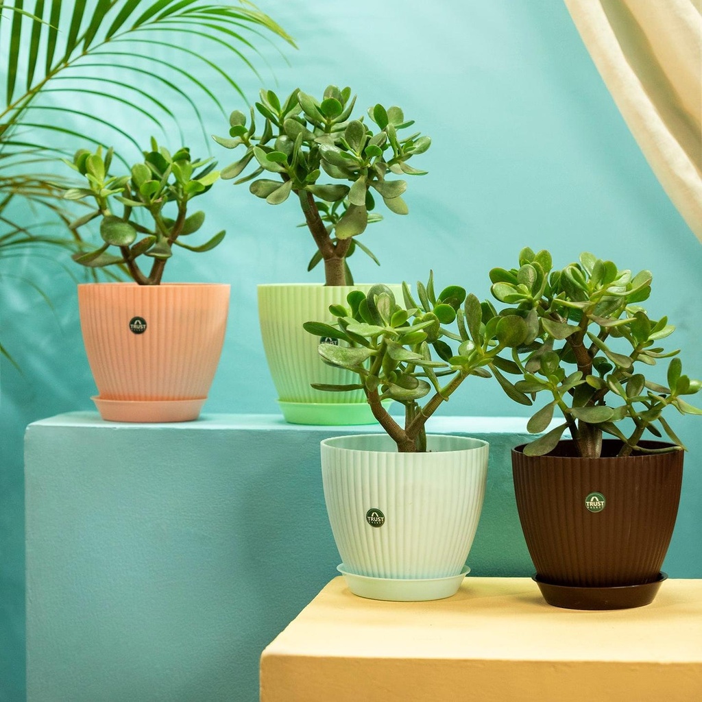 [T3534] TrustBasket Bloom Pot With Saucer | Table Top Planter Pot (Pack of 4) (Set of 4)